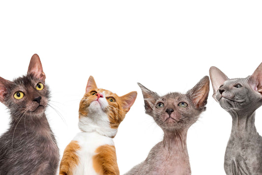 Chapter 3: Pounce on Engagement: Strategies that Made This Cat’s Stats Soar