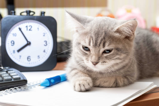 Chapter 4: The Formula of Timing: When and How Often to Post