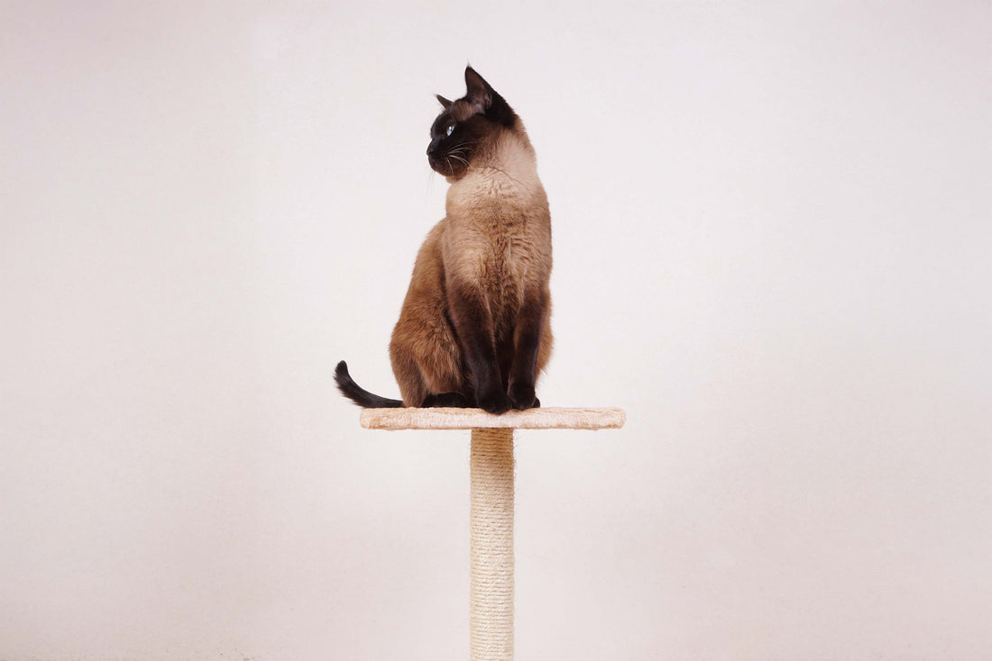Chapter 2: Building Your Content Cat-alog: Defining Your Content Pillars